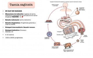 Taenia saginata
• NO HAY EN PANAMÁ
• Mecanismo de infección: ingesta de larva
cisticerco insertada en musculatura de carne
de ganad VACUNO.
• Estadio infectante: larva cisticerco
• Estadio diagnóstico: Proglótides grávida o
ovas en heces.
• Huésped intermediario: Ganado vacuno.
• Huésped definitivo: Humano
• Hábitat: ID
• 4-10 metros
• 1000 a 2000 proglótides.
 