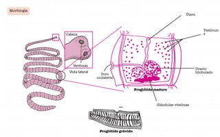 Morfología
Proglótide grávido
Útero
Testículo
s
Ovario
bilobulado
Glándulas vitelinas
Poro
unilateral
Proglótide maduro
#l
 