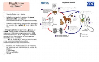 Dipylidium
caninum
• Taenia de perros y gatos.
• Estado infectante: ingestión de larva
cistocercoide. (Al ingerir
accidentalmente una pulga con la larva)
• Estadío diagnóstico: proglótides grávidos
en heces o que reptan en la región del
ano.
•Estos proglótides se parecen a granos de
arroz, tienen poros bilaterales contienen
cápsulas ovigeras que agrupan entre 8-16
ovas embrionadas. Si el proglótide entra en
contacto con el ambiente se desintegra y
libera las ovas al medio.
•Si la pulga de un perro o gato ingiere
ovas, entonces en su hemocelese
desarrollará la larva cistocercoide.
• Escólex con rostelo armado: 1-7 hileras
de ganchos, con disposición en forma de
rombo.
• 4 ventosas
• 200 proglótides
• 70 cm
 