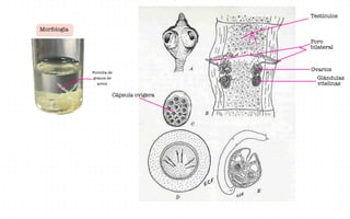 Morfología
Poro
bilateral
Testículos
Ovarios
Glándulas
vitelinas
Cápsula ovígera
Formita de
granos de
arroz
:
 