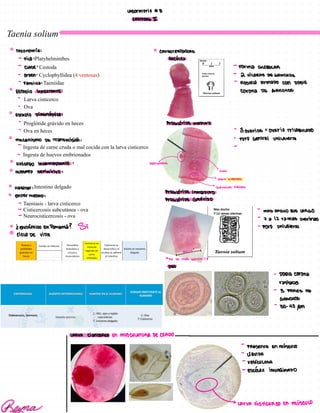 Taenia solium
Platyhelminthes
Cestoda
Cyclophyllidea (4 ventosas)
Taeniidae
Larva cisticerco
Ova
Proglótide grávido en heces
Ova en heces
Ingesta de carne cruda o mal cocida con la larva cisticerco
Ingesta de huevos embrionados
Intestino delgado
Taeniasis - larva cisticerco
Cisticercosis subcutánea - ova
Neurocisticercosis - ova
LABOVATOVIO #8
CESTODAS I
TAXOnOmi: CAVACTERISTCAS
-
FiCO: ESCOLEX
-
CLASE:
-
FOrma GWBULAR
-
OVDEN:
-
2 HILERAS DE GANCHOS
-
Familia:
-
ROSHW ArmaDO cOn DOBLE
ESTADIO InFECTAnTE: corona DC GANCHOS
Estadio Diagnostico:
-
PrOGUTiDE mADUvO
-
-
BOVAVIOS:
OVAVIO TVILOBULADO
mecanismo de Transmission:
-
POVO GEniTAl UniCAterAl
-
-
HUESTED intermEDiARiO: PORO LAYERAL
HUESPED DEFINITIXO: -TER0
>OVAriO TrIWBULADO
HABITAT: >GLANDULAS VIMLINAS
PrOGUTiDE inmaDUvo
EUFEU MEDAD:
PrOGUTIDE GREVIDO
-
- -
mAS ANCHO QUE
LARGO
-
-7 a 12 vamas uterinas
&
ENDEMICO EnPanama? Si -
POVO UniCAterAl
ciCLO DE VIDA
AUCHO*
Met -
*
S4 ve mas GorDis:
A
OVA
-
DOBLE
COVOna
raniana
-
3 PARES DE
GANCHOS
-
30-40 MM
LARVA
CISTiCERCO En MUSCULATURA DE CERDO -
-
PRESENTE
En miser
-
iQUIDA
-
ESiCULOSA
-
ESCOLEX INVAEINADO
>
LAVA ciStiCERCO En MUSCUW
 