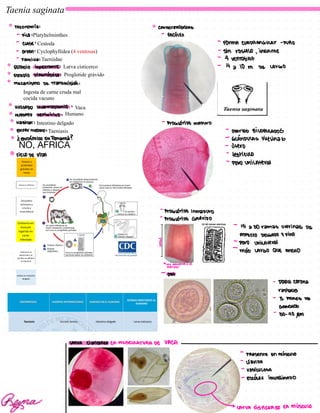 Taenia saginata
Platyhelminthes
Cestoda
Cyclophyllidea (4 ventosas)
Taeniidae
Larva cisticerco
Proglotide grávido
Ingesta de carne cruda mal
cocida vacuno
Vaca
Humano
Intestino delgado
Taeniasis
NO, AFRICA
TAXOnOmi: CAVACTERISTCAS
-
FiCO:
-
ESCOLEX
-
CLASE:
-
FOUMA CUADRAGULAr-PUTO
-
OVDEN:
-
Sin rostero, IERME
-
Familia:
-
4 VENTObAS
ESTADIO INFECTAUTE:
-
4 a 10 m DD LAVGO
ESTADIO DIAGNOSTICO:
mecanismo de Transmision:
HUESTED intermEDiARiO:
HUESPED DEFINITIXO:
HABITAT:
-
PrOGUTiDE mADUvO
EUFEU MEDAD:
-
ovAriOS BIWBULADOS
↓
ENDEMiCO EnPanama? -
GLENDULAS vitelinab
-
Itero
ciCLO DE
VIDA -testiculo
-
polo unilateral
-
ProGUTiDE inmaDUvo
-
ProGUTiDE GRAViDO
- ~
15 a 30 ramas uterinas De
ASPECTO DEIGADO Y FiO
- -
povo unilateral
-
maS LAVEO QUE AUCHO
>
ME RECUERDA A un
*
POPTART
-
OVA
-
DOBLE
COVOna
raniana
-
3 PARES DE
GANCHOS
-
30-40 MM
LARVA
CISTiCERCO EL MUSCULATURA DE V
A
CA
-
PRESENTE
En miser
-
iQUIDA
-
ESiCULOSA
-
ESCOLEX INVAEINADO
Reyna >
LAVA
CiStiCERCO En musculo
 
