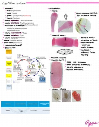Dipylidium caninum
Platyhelminthes
Cestoda
Cyclophyllidea (4 ventosas)
Taeniidae
Larva cisticercoide
Proglotides gravidos
(Grano de Arroz en heces)
Ingesta de larva cisticercoide
en pulgas de perro
Pulga
Perro
Humano
Intestino delgado
Dilipidiasis
TAXOnOmi: CAVACTERISTCAS
-
FiCO: -
ESCOLEX
-
CLASE:
-
FOrmA ROMBOIDAl RETVECTIC
-
OVDEN:
-
127
HILERAS DE
GANCHOS
-
Familia:
-
ESTADIO InFECTAUTE:
ESTADIO DIAGNOSTICO:
mecanismo de Transmision:
HUESTED intermEDiARiO:
HUESPED DEFINITIXO:
-
PrOGUTiDE mADUvO
HUESRED ACCIDENTAI:
~
FOUMA DE BARRIL O
HABITAT: DE SEMILIA DE SANDTA
EUFEU MEDAD:
-
POROS GENITALES
↓
ENDEMiCO EnPanama? BILAVALES
ciCIO DE viDA
-
OVAVIO BILAHRAl
-
tsticulos y
GLANDULA
vitevina
BilAtRal
-
ProGUTiDE inmaDUvo
-
ProGUTiDE GRIViDO
-
WHRO lIENO DEHUENOS
-
POVOS GENITALES BILARALES
-
ESTADIO DIAGNOSNCO
-
JVGANOS APAVQaDOS
-
CIPSULA OVTGERA
Reyna
 