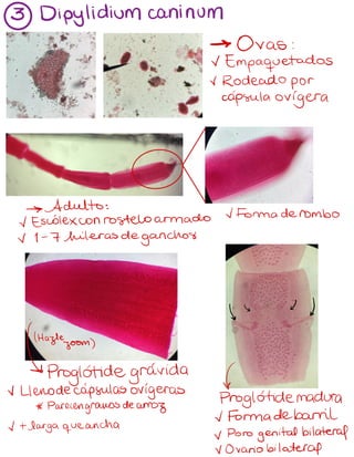3 Dipylidium caninum
-> Ovas:
~Empaquetados
~Rodeado por
cápsula ovigera
-> Adulto:
~Formaderombo
~ Escólexconrostelo armado
v 1-7 hileras de
ganchos
b
=
4 b
Hazlezoom)
Siproglótide gravida S
~ lleno de capsulas origeras
Proglótidemadura
*
Parecengranos de ano
3
~Formadebarril
~+larga queancha
v Poro genital bilateral
vOvario bilateral
 