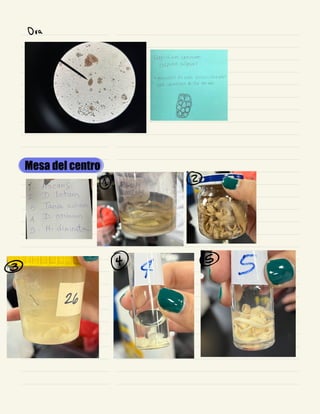 Mesa del centro
Ora
①
②
③ ④ ⑤
 