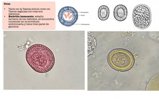 Ovas:
• Tanto en la Taenia solium como en
Taenia saginata los ovas son
idénticos
• Embrión hexacanto: estadio
larvario de los cestodos, se encuentra
contenido en la envoltura
embrionaria y tiene tres pares de
ganchos.
 