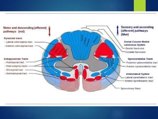 Vertebrogram traumatismo vertebro medular - Dr. Luis Gomez T. | PPTX