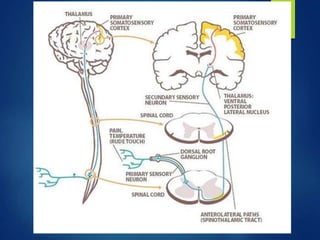 Vertebrogram traumatismo vertebro medular - Dr. Luis Gomez T. | PPTX