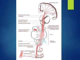 Vertebrogram traumatismo vertebro medular - Dr. Luis Gomez T. | PPTX