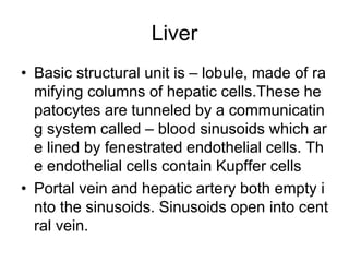 Liver
• Basic structural unit is – lobule, made of ra
mifying columns of hepatic cells.These he
patocytes are tunneled by a communicatin
g system called – blood sinusoids which ar
e lined by fenestrated endothelial cells. Th
e endothelial cells contain Kupffer cells
• Portal vein and hepatic artery both empty i
nto the sinusoids. Sinusoids open into cent
ral vein.
 