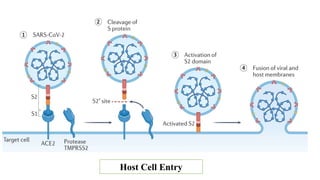Host Cell Entry
 