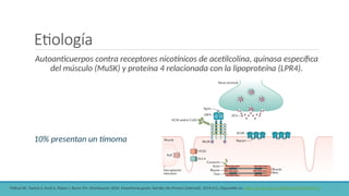 Etiología
Autoanticuerpos contra receptores nicotínicos de acetilcolina, quinasa específica
del músculo (MuSK) y proteína 4 relacionada con la lipoproteína (LPR4).
10% presentan un timoma
•Gilhus NE, Tzartos S, Evoli A, Palace J, Burns TM, Verschuuren JJGM. Myasthenia gravis. Nat Rev Dis Primers [Internet]. 2019;5(1). Disponible en: http://dx.doi.org/10.1038/s41572-019-0079-y
 