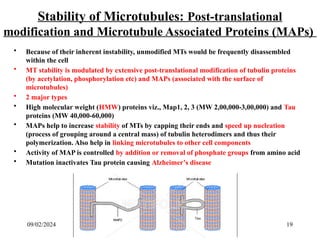 8. The cytoskeleton.pptx gyfyghipjiohguf | PPTX