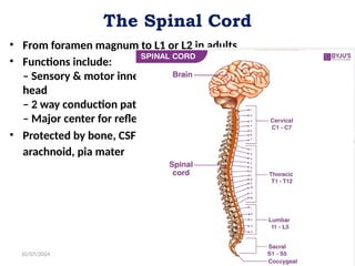 The Spinal Cord
• From foramen magnum to L1 or L2 in adults
• Functions include:
– Sensory & motor innervation of the entire body inferior to the
head
– 2 way conduction pathways b/n the body & the brain
– Major center for reflexes
• Protected by bone, CSF & meninges made of dura mater,
arachnoid, pia mater
10/07/2024 6
 