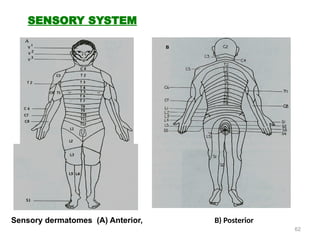 62
SENSORY SYSTEM
Sensory dermatomes (A) Anterior,
B
B) Posterior
 