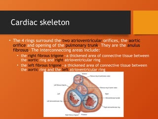 The heart ,pericardium, and coronary vessels.ppsx