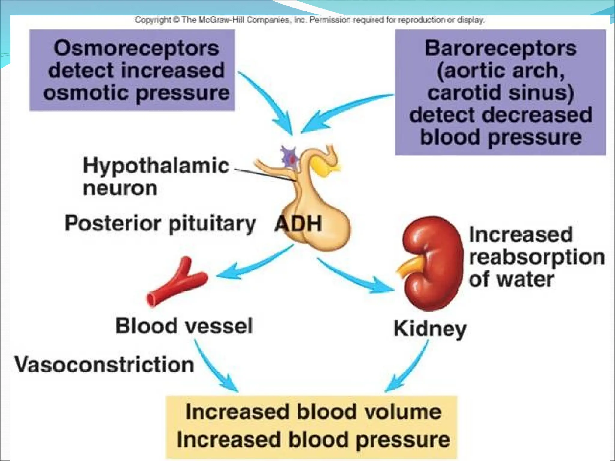 8 Antihypertensive Drugs Ppt Pathophysiology Of Antihypertensive Drugs