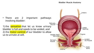 Urinary System of Anatomy(for university).pptx