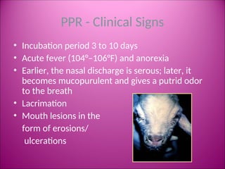 Putrid Sign lkjkljjhhdhjsahdhkjdsakjkjjdsakdsajkkjldsa | PPT