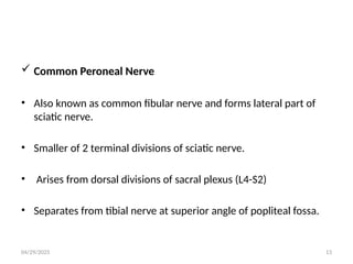 04/29/2025 13
 Common Peroneal Nerve
• Also known as common fibular nerve and forms lateral part of
sciatic nerve.
• Smaller of 2 terminal divisions of sciatic nerve.
• Arises from dorsal divisions of sacral plexus (L4-S2)
• Separates from tibial nerve at superior angle of popliteal fossa.
 