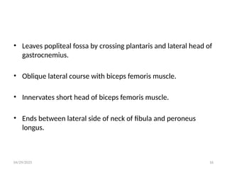 04/29/2025 16
• Leaves popliteal fossa by crossing plantaris and lateral head of
gastrocnemius.
• Oblique lateral course with biceps femoris muscle.
• Innervates short head of biceps femoris muscle.
• Ends between lateral side of neck of fibula and peroneus
longus.
 