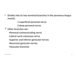 04/29/2025 17
• Divides into its two terminal branches in the peroneus longus
muscle.
1.superficial peroneal nerve
2.deep peroneal nerve
 Other branches are:
-Peroneal communicating nerve
-Lateral sural cutaneous nerve
-Superior and inferior genicular nerves
-Recurrent genicular nerves
-Muscular branches
 