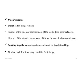 04/29/2025 20
 Motor supply:
• short head of biceps femoris.
• muscles of the extensor compartment of the leg by deep peroneal nerve.
• Muscles of the lateral compartment of the leg by superficial peroneal nerve
 Sensory supply: cutaneous innervation of posterolateral leg.
 Fibular neck fracture may result in foot drop.
 
