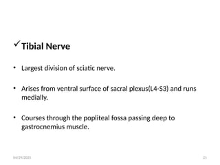 04/29/2025 21
Tibial Nerve
• Largest division of sciatic nerve.
• Arises from ventral surface of sacral plexus(L4-S3) and runs
medially.
• Courses through the popliteal fossa passing deep to
gastrocnemius muscle.
 