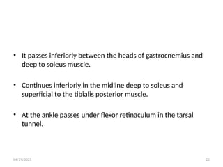 04/29/2025 22
• It passes inferiorly between the heads of gastrocnemius and
deep to soleus muscle.
• Continues inferiorly in the midline deep to soleus and
superficial to the tibialis posterior muscle.
• At the ankle passes under flexor retinaculum in the tarsal
tunnel.
 