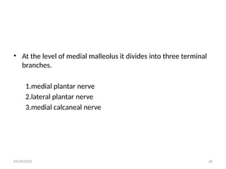 04/29/2025 26
• At the level of medial malleolus it divides into three terminal
branches.
1.medial plantar nerve
2.lateral plantar nerve
3.medial calcaneal nerve
 