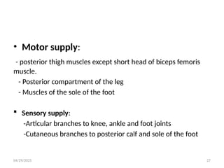 04/29/2025 27
• Motor supply:
- posterior thigh muscles except short head of biceps femoris
muscle.
- Posterior compartment of the leg
- Muscles of the sole of the foot
 Sensory supply:
-Articular branches to knee, ankle and foot joints
-Cutaneous branches to posterior calf and sole of the foot
 