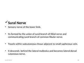 04/29/2025 28
Sural Nerve
• Sensory nerve of the lower limb.
• Its formed by the union of sural branch of tibial nerve and
communicating sural branch of common fibular nerve.
• Travels within subcutaneous tissue adjacent to small saphenous vein.
• It descends behind the lateral malleolus and becomes lateral dorsal
cutaneous nerve.
 