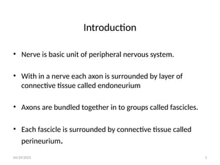04/29/2025 3
Introduction
• Nerve is basic unit of peripheral nervous system.
• With in a nerve each axon is surrounded by layer of
connective tissue called endoneurium
• Axons are bundled together in to groups called fascicles.
• Each fascicle is surrounded by connective tissue called
perineurium.
 