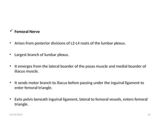 04/29/2025 32
 Femoral Nerve
• Arises from posterior divisions of L2-L4 roots of the lumbar plexus.
• Largest branch of lumbar plexus.
• It emerges from the lateral boarder of the psoas muscle and medial boarder of
iliacus muscle.
• It sends motor branch to iliacus before passing under the inguinal ligament to
enter femoral triangle.
• Exits pelvis beneath inguinal ligament, lateral to femoral vessels, enters femoral
triangle.
 