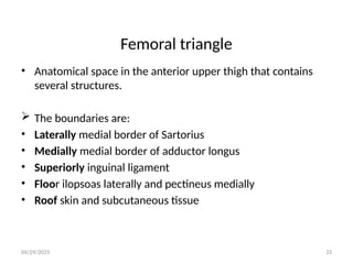 04/29/2025 33
Femoral triangle
• Anatomical space in the anterior upper thigh that contains
several structures.
 The boundaries are:
• Laterally medial border of Sartorius
• Medially medial border of adductor longus
• Superiorly inguinal ligament
• Floor ilopsoas laterally and pectineus medially
• Roof skin and subcutaneous tissue
 