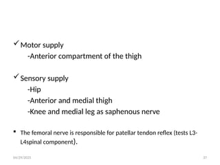 04/29/2025 37
Motor supply
-Anterior compartment of the thigh
Sensory supply
-Hip
-Anterior and medial thigh
-Knee and medial leg as saphenous nerve
 The femoral nerve is responsible for patellar tendon reflex (tests L3-
L4spinal component).
 