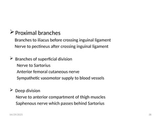 04/29/2025 38
Proximal branches
Branches to iliacus before crossing inguinal ligament
Nerve to pectineus after crossing inguinal ligament
 Branches of superficial division
Nerve to Sartorius
Anterior femoral cutaneous nerve
Sympathetic vasomotor supply to blood vessels
 Deep division
Nerve to anterior compartment of thigh muscles
Saphenous nerve which passes behind Sartorius
 