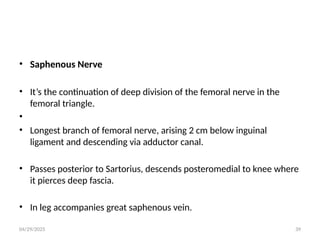 04/29/2025 39
• Saphenous Nerve
• It’s the continuation of deep division of the femoral nerve in the
femoral triangle.
•
• Longest branch of femoral nerve, arising 2 cm below inguinal
ligament and descending via adductor canal.
• Passes posterior to Sartorius, descends posteromedial to knee where
it pierces deep fascia.
• In leg accompanies great saphenous vein.
 