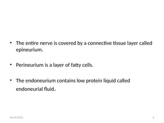 04/29/2025 4
• The entire nerve is covered by a connective tissue layer called
epineurium.
• Perineurium is a layer of fatty cells.
• The endoneurium contains low protein liquid called
endoneurial fluid.
 