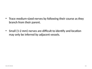 04/29/2025 42
• Trace medium-sized nerves by following their course as they
branch from their parent.
• Small (1-2 mm) nerves are difficult to identify and location
may only be inferred by adjacent vessels.
 