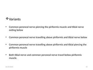 04/29/2025 59
Variants
• Common peroneal nerve piercing the piriformis muscle and tibial nerve
exiting below
• Common peroneal nerve travelling above piriformis and tibial nerve below
• Common peroneal nerve travelling above piriformis and tibial piercing the
piriformis muscle
• Both tibial nerve and common peroneal nerve travel below piriformis
muscle.
 