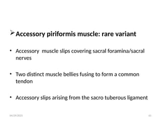 04/29/2025 61
Accessory piriformis muscle: rare variant
• Accessory muscle slips covering sacral foramina/sacral
nerves
• Two distinct muscle bellies fusing to form a common
tendon
• Accessory slips arising from the sacro tuberous ligament
 