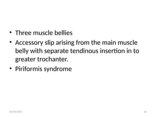 04/29/2025 62
• Three muscle bellies
• Accessory slip arising from the main muscle
belly with separate tendinous insertion in to
greater trochanter.
• Piriformis syndrome
 