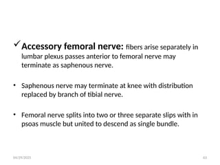 04/29/2025 63
Accessory femoral nerve: fibers arise separately in
lumbar plexus passes anterior to femoral nerve may
terminate as saphenous nerve.
• Saphenous nerve may terminate at knee with distribution
replaced by branch of tibial nerve.
• Femoral nerve splits into two or three separate slips with in
psoas muscle but united to descend as single bundle.
 