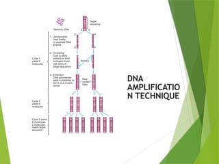 DNA
AMPLIFICATIO
N TECHNIQUE
 