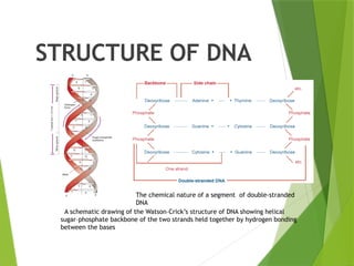 STRUCTURE OF DNA
A schematic drawing of the Watson–Crick’s structure of DNA showing helical
sugar–phosphate backbone of the two strands held together by hydrogen bonding
between the bases
The chemical nature of a segment of double-stranded
DNA
 