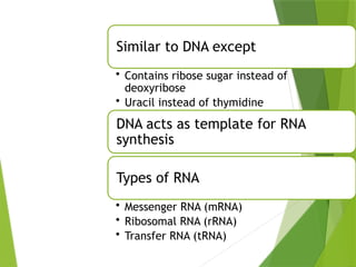 STRUCTURE
OF RNA
Similar to DNA except
• Contains ribose sugar instead of
deoxyribose
• Uracil instead of thymidine
DNA acts as template for RNA
synthesis
Types of RNA
• Messenger RNA (mRNA)
• Ribosomal RNA (rRNA)
• Transfer RNA (tRNA)
 