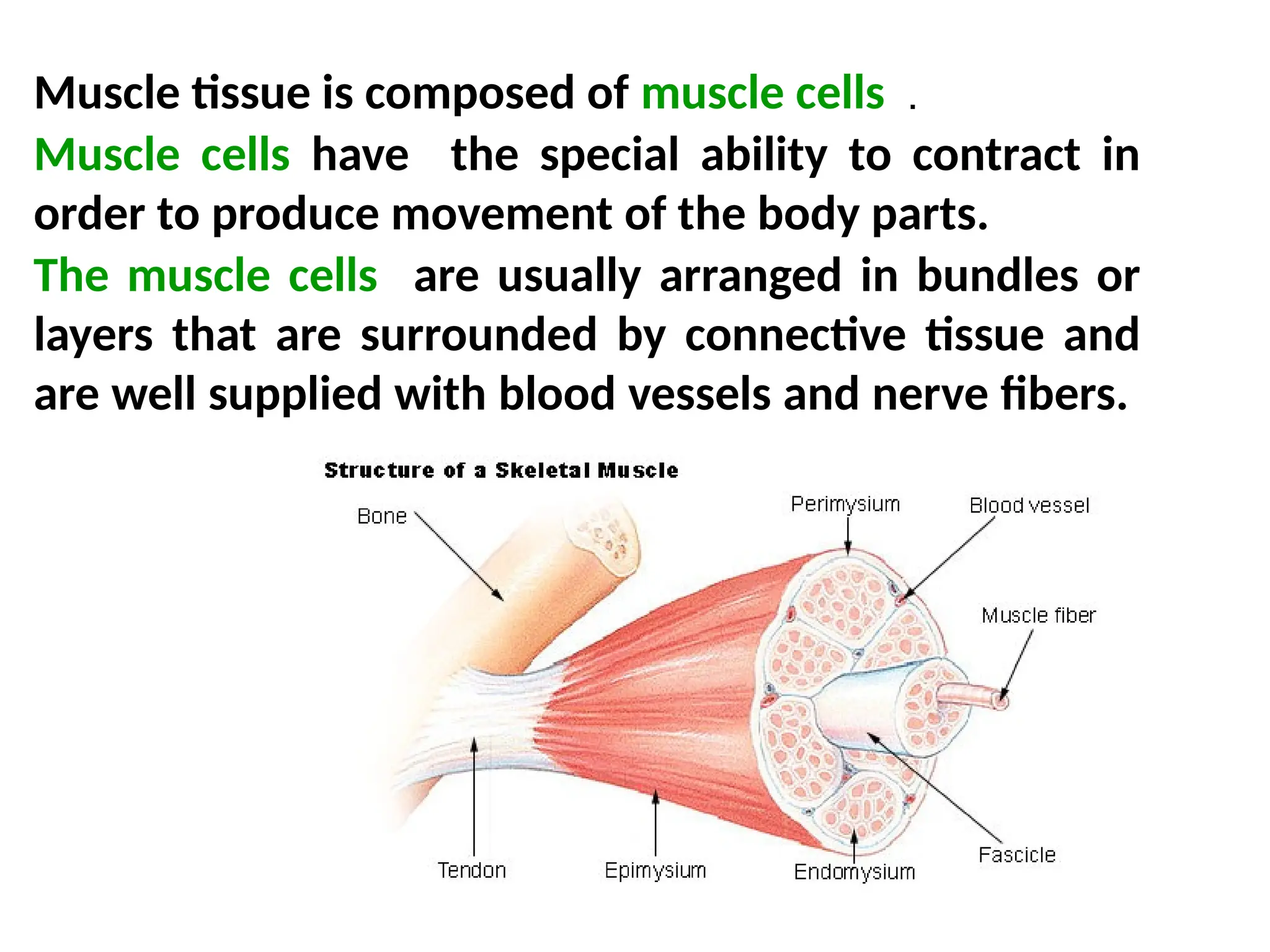 Muscle tissue is composed of muscle cells ．
Muscle cells have the special ability to contract in
order to produce movement of the body parts.
The muscle cells are usually arranged in bundles or
layers that are surrounded by connective tissue and
are well supplied with blood vessels and nerve fibers.
 