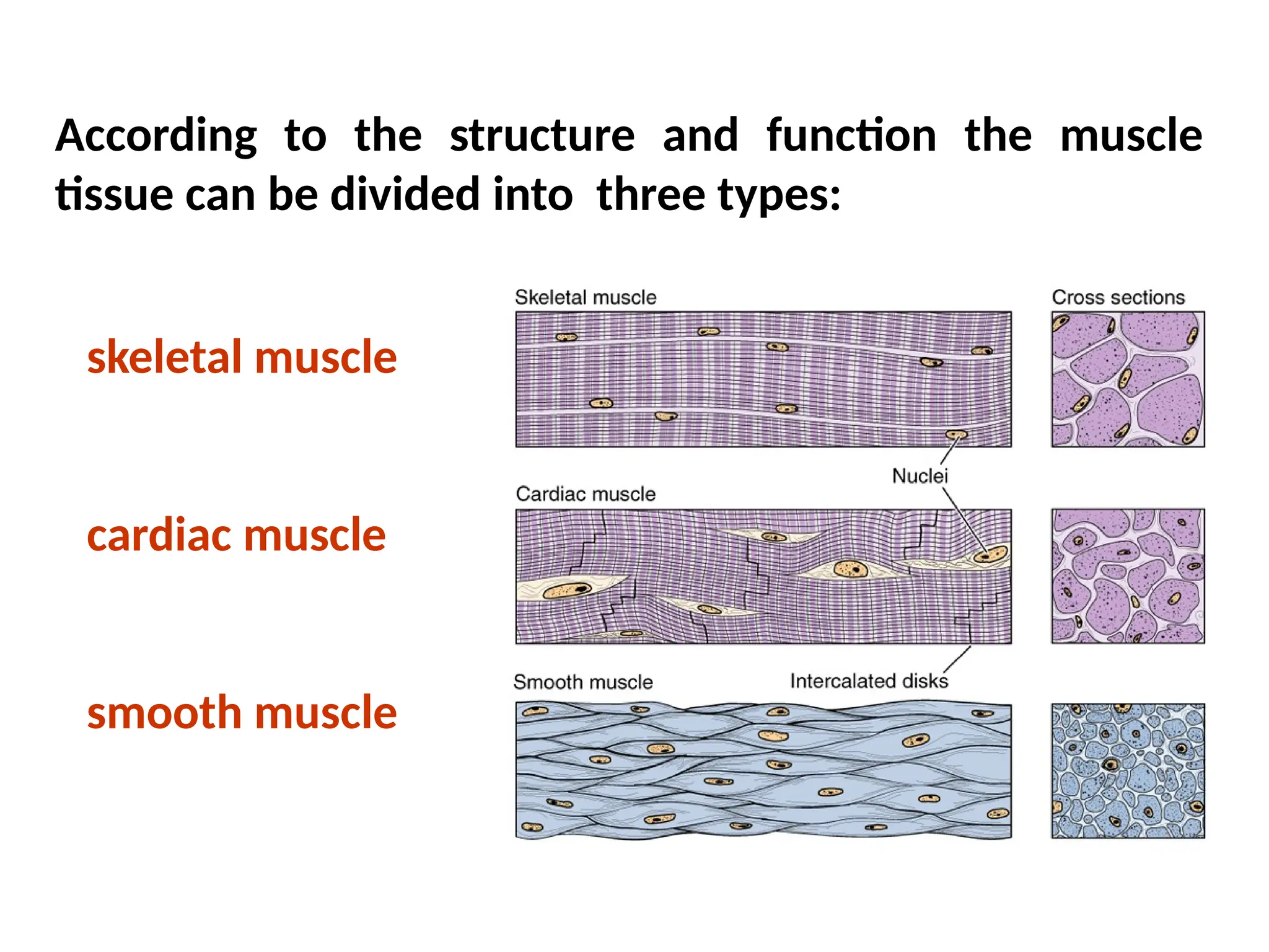 According to the structure and function the muscle
tissue can be divided into three types:
skeletal muscle
cardiac muscle
smooth muscle
 