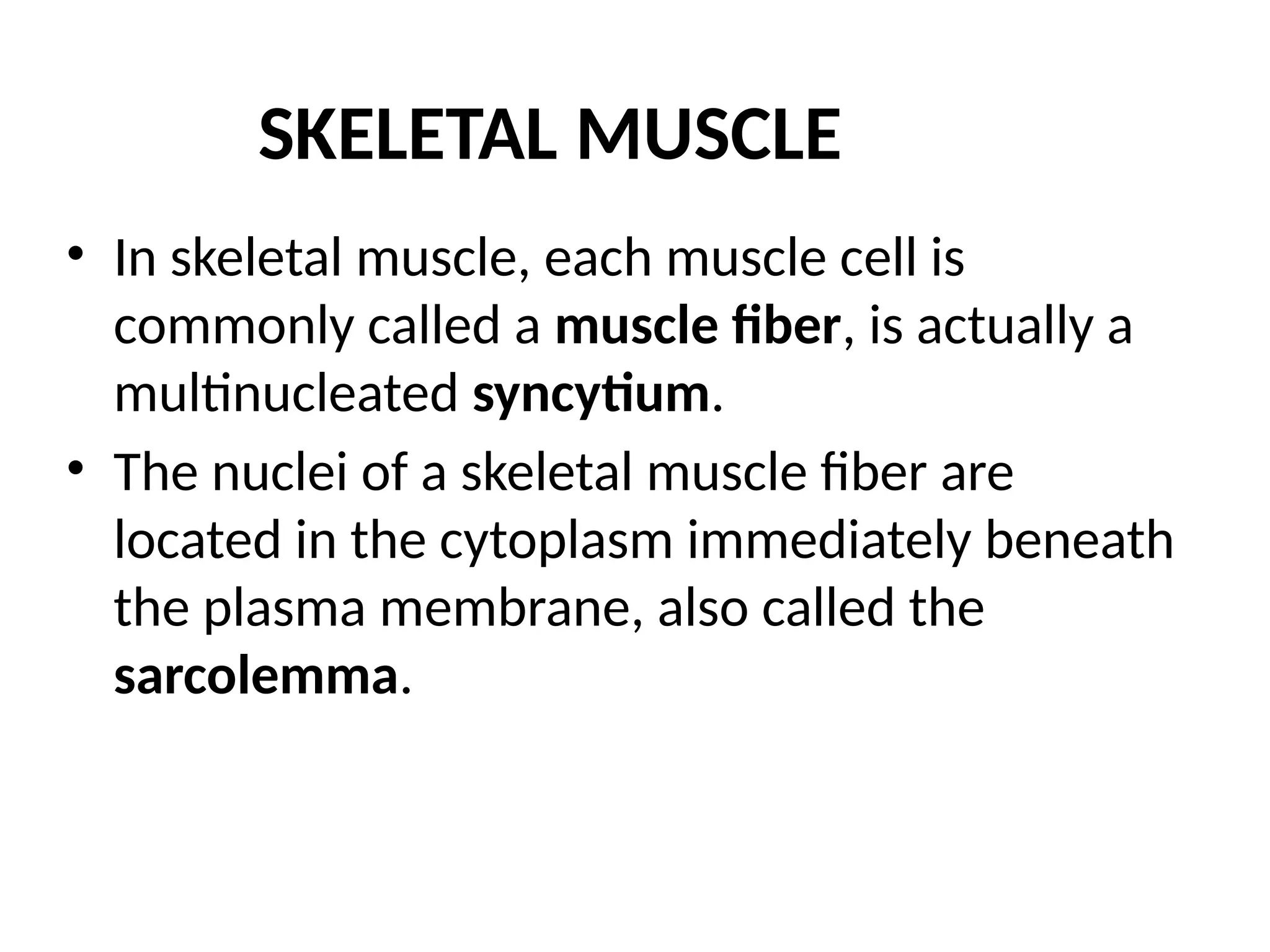 SKELETAL MUSCLE
• In skeletal muscle, each muscle cell is
commonly called a muscle fiber, is actually a
multinucleated syncytium.
• The nuclei of a skeletal muscle fiber are
located in the cytoplasm immediately beneath
the plasma membrane, also called the
sarcolemma.
 